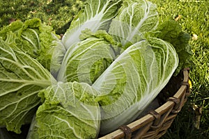 Peking cabbage  l.Brassica rapa subsp.pekinensis, it is also Chinese cabbage, or petsai, or salad