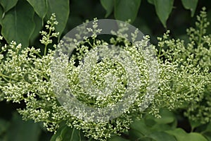 Peking lilac inflorescence buds