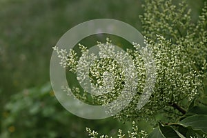 Peking lilac inflorescence buds