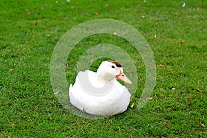 Peking white duck sits on a lawn in spring, summer. Fattened beautiful duck