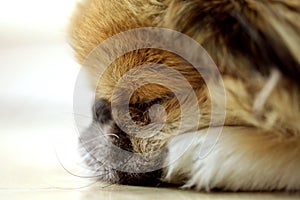 Pekingese