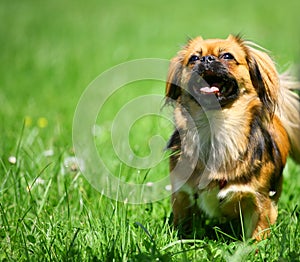 Pekingese