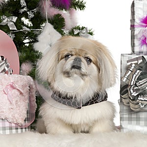 Pekingese, 6 years old, with Christmas tree