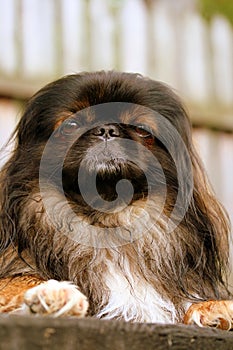 Pekingese