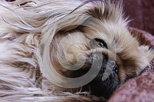 Pekingese close-up. A sad dog with a sad look.