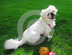 Pekingese dog photo
