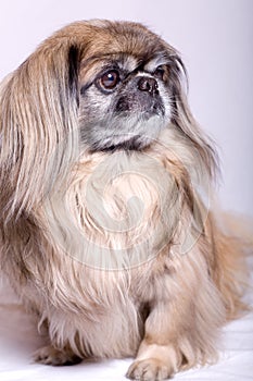 Pekingese dog