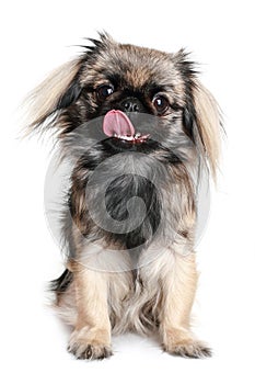 Pekingese dog