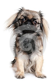 Pekingese dog
