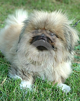 Pekingese dog