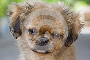 Pekingese dog