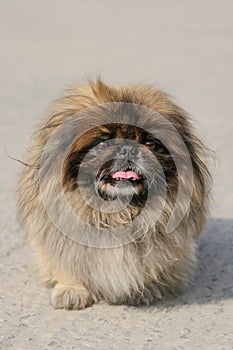 Pekingese Dog photo