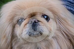 Pekingese dog