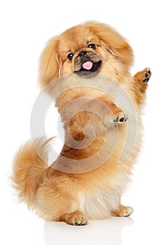 Pekingese dog in front of white background