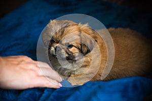 Pekingese dog at home. Little tiny pappy - adoption