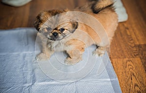 Pekingese dog at home. Little tiny pappy behavior