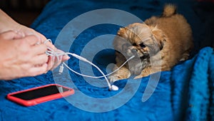 Pekingese dog at home. Little tiny pappy behavior