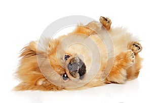 Pekingese dog lying resting on white background