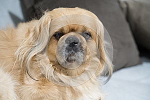 Pekingese dog male