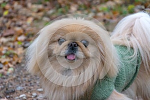 Pekingese dog on nature