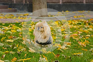 Pekingese dog on nature