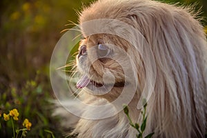 Pekingese dog on nature