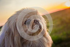 Pekingese dog on nature