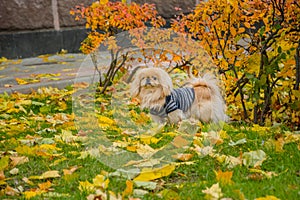 Pekingese dog on nature