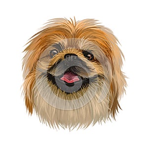 Pekingese dog portrait isolated. Digital art for web, t-shirt print and puppy food cover design, clipart. Toy breed, Beijingese,