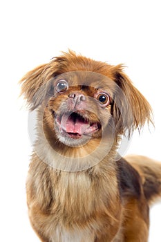 Pekingese dog portrait