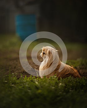 Pekingese dog portrait in sunlight, side view