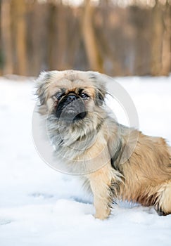 A Pekingese dog sitting outdoors in the snow