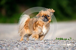 Pekingese is out for a walk. Beautiful, fluffy puppy.