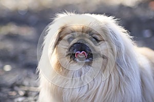 A Pekingese dog walks