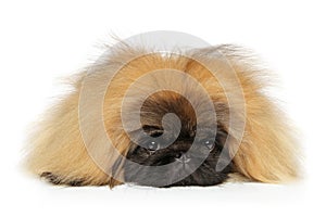 Pekingese dog on white background