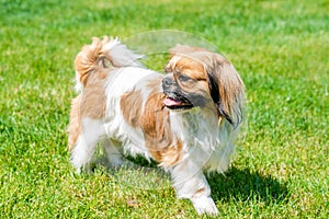 Pekingese dog