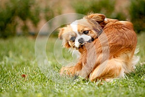 A Pekingese full of fleas is scratching his fur