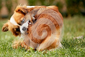 A Pekingese full of fleas is scratching his fur