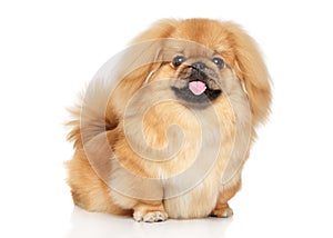 Pekingese happy dog