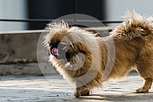 Pekingese or lion dog with licking nose