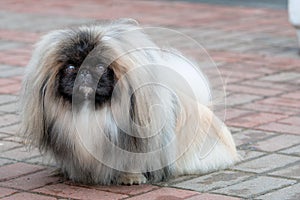 Pekingese, Lion Dog, Peke.