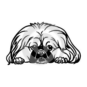 Pekingese - Lying Dog, Funny dog Cut File for cricut clipart