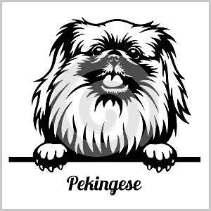 Pekingese - Peeking Dogs - breed face head isolated on white