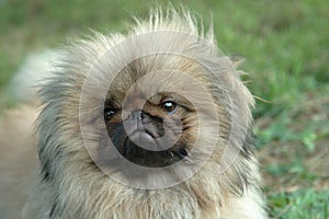 Pekingese(Pekinese)