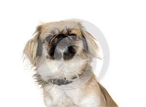 Pekingese Posing