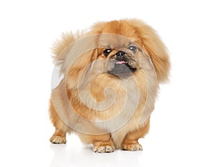 Pekingese posing on white background