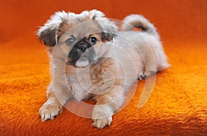 Pekingese puppies sitting couch sofa settee chaise pink background