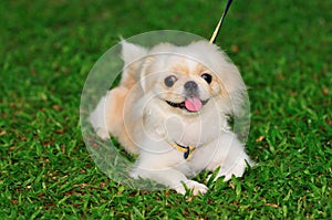 Pekingese Puppy 2