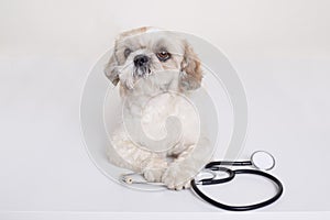 Pekingese puppy dog with stethoscope near his paws posing isolated over white background, funny vet dog being ready to treat photo