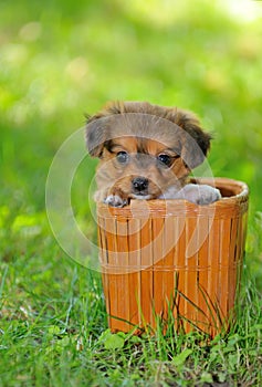 Pekingese puppy dog